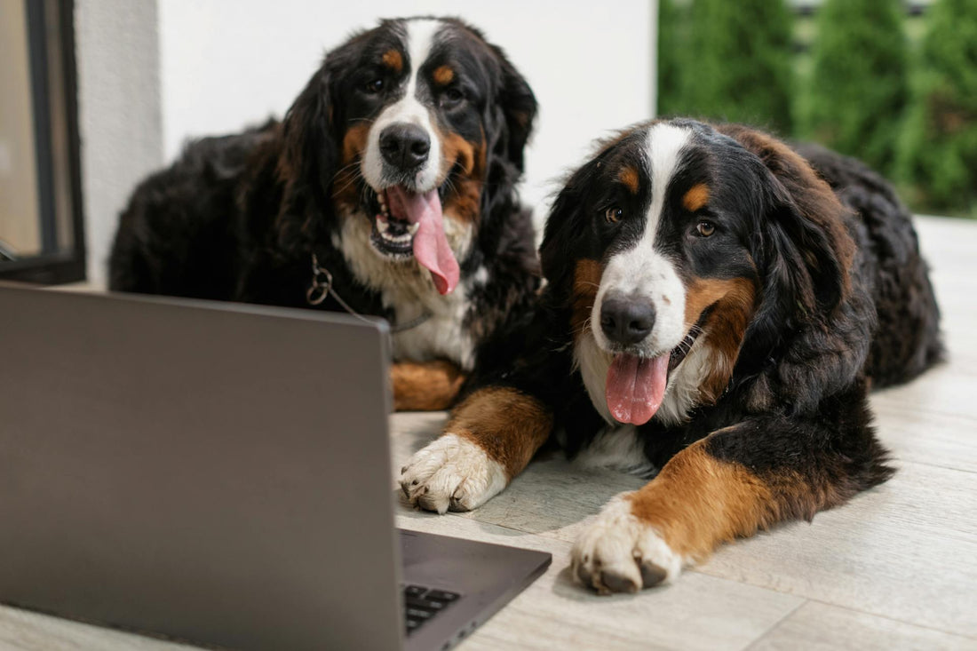How Online Shopping for Pet Supplies Has Changed in Recent Years