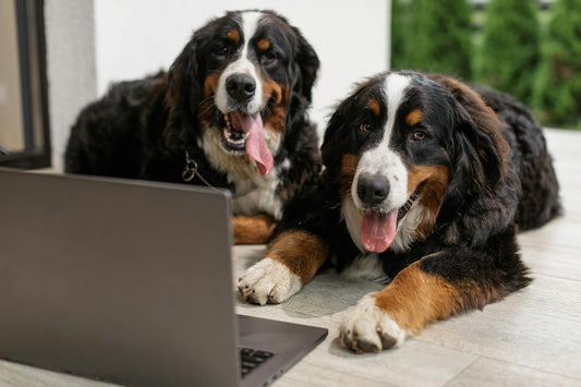 How Online Shopping for Pet Supplies Has Changed in Recent Years