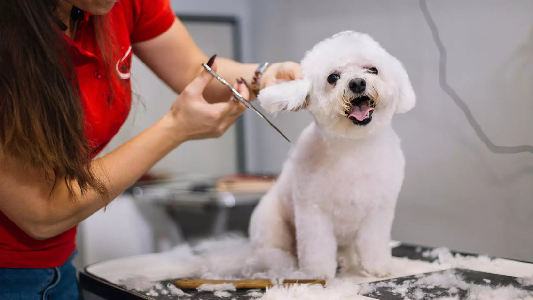 Pet Grooming Do's And Don'ts